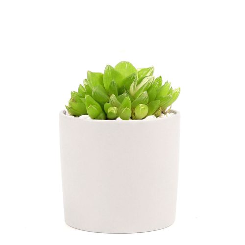 Succulent with Small Modern Cylinder Pot, Unique Succulent Gift Ideas, Succulent in ceramic pots, Succulent Decor Ideas, 2 inch succulent pots for sale, EcoFriendly Succulent Gift Box for Employee, Corporate Gift Succulents For Sale Online, Succulent Thank You Gift Ideas, Thank you gift for your staff in 2023, Customizable Gift Boxes for employees and clients, Office gift for employees, Employee appreciation day 2023 ideas, Succulent Plants for Clients & Employees for sale 