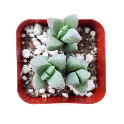 crassula, crassula plant, crassula succulent, crassula types, crassula varieties, types of crassula, crassula species, crassulas, succulent crassula