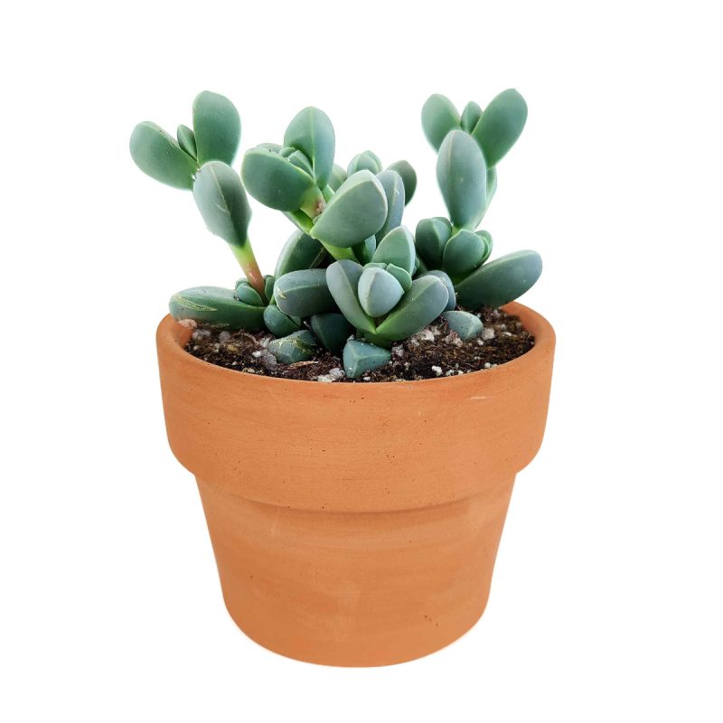 How to grow corpuscularia lehmannii ice plant, crassula, crassula plant, crassula succulent, crassula types, crassula varieties, types of crassula, crassula species, crassulas, succulent crassula