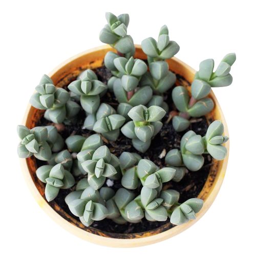 ICEPLANTCORPUSCULARIALEHMANNII3