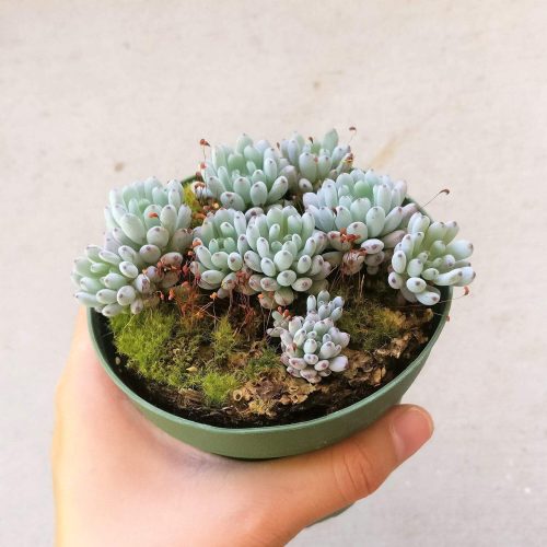 Graptopetalum Pachyphyllum Succulent