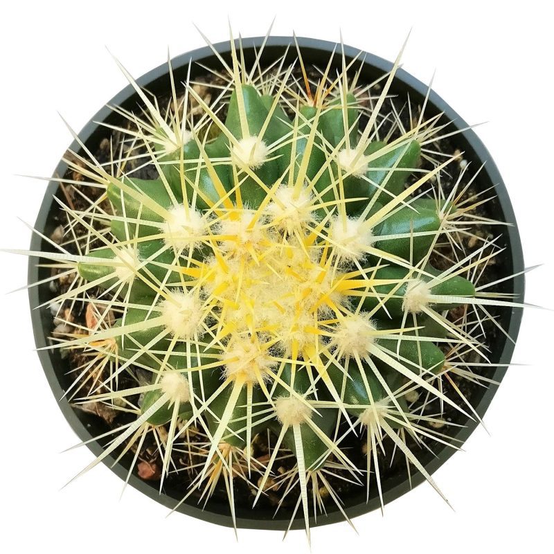 Golden barrel cactus, how to grow Echinocactus grusonii, indoor succulents, succulents garden, succulent subscription, monthly succulents, succulent care guide, succulent care tips, outdoor succulents, Succulents shop near me, how to grow succulents, succulents shop in California, cactus, cactus succulent, succulent cactus, cacti, cactus and succulents, succulents box, succulent shop, buy succulents online