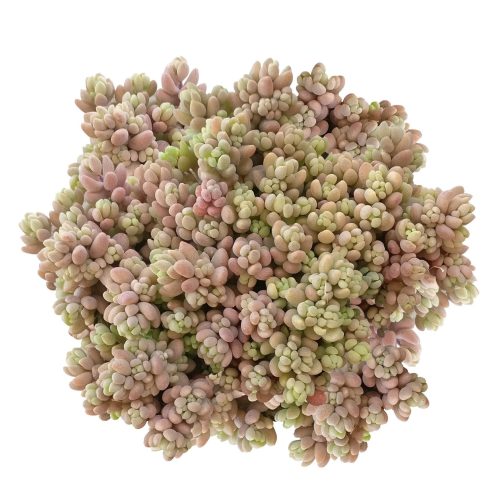 sedum dasyphyllum minor plant for sale, sedum plant, sedum ground cover, sedum varieties, pink sedum