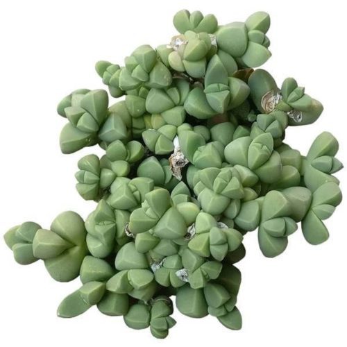 corpuscularia lehmannii ice plant, succulents store in CA, succulents shop in California, Rare succulents, succulent plant, Succulents, cactus, succulent care, how to grow succulents, corpuscularia lehmannii ice plant in California, How to grow corpuscularia lehmannii ice plant, crassula, crassula plant, crassula succulent, crassula types, crassula varieties, types of crassula, crassula species, crassulas, succulent crassula