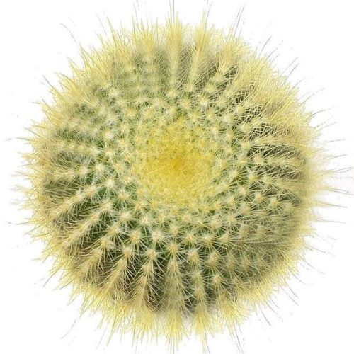 Golden ball cactus for sale, Lemon Ball cactus in California, Succulents, cactus, succulent plant, succulent care, indoor succulents, succulents garden, succulent subscription, monthly succulents, succulent care guide, Succulents shop near me, how to grow succulents, succulents shop in California, succulents store in CA, cactus, cactus succulent, succulent cactus, cacti, cactus and succulents, succulents box, succulent shop, buy succulents online