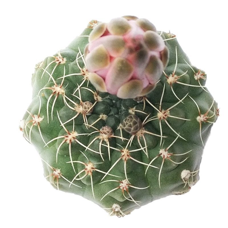 Dwarf chin cactus for sale, how to care Dwarf chin cactus, Creative landscapes, Succulents, cactus, succulent plant, succulent care, Rare succulents, indoor succulents, succulents garden, succulent subscription, monthly succulents, succulent care guide, Succulents shop near me, how to grow succulents, cactus, cactus succulent, succulent cactus, cacti, cactus and succulents, succulents box, succulent shop, buy succulents online. indoor succulents.