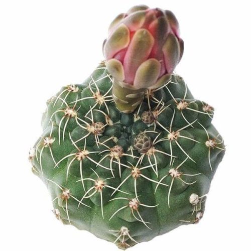 Dwarf chin cactus for sale, how to care Dwarf chin cactus, Creative landscapes, Succulents, cactus, succulent plant, succulent care, Rare succulents, indoor succulents, succulents garden, succulent subscription, monthly succulents, succulent care guide, Succulents shop near me, how to grow succulents, cactus, cactus succulent, succulent cactus, cacti, cactus and succulents, succulents box, succulent shop, buy succulents online. indoor succulents.