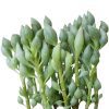 Senecio Citriformis, senecio plant, senecio succulent, senecio varieties, senecio succulent types, senecios, senecio species, senecio, senecio care