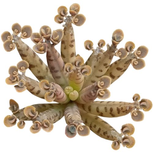 Mother of Millions Kalanchoe, succulent plant, cactus, succulent care guide, succulents store in CA, succulent care tips, succulent care, Rare succulents, Succulents shop near me, Mother of Millions Kalanchoe in California, How to grow Mother of Millions Kalanchoe