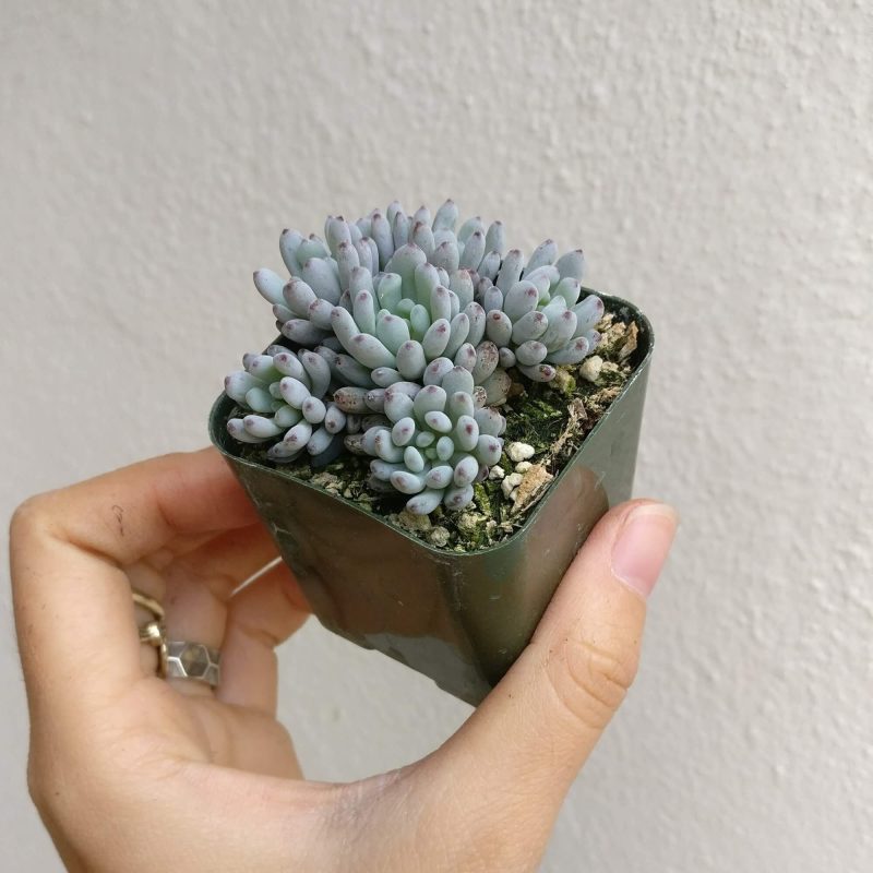 Graptopetalum Pachyphyllum Propagation