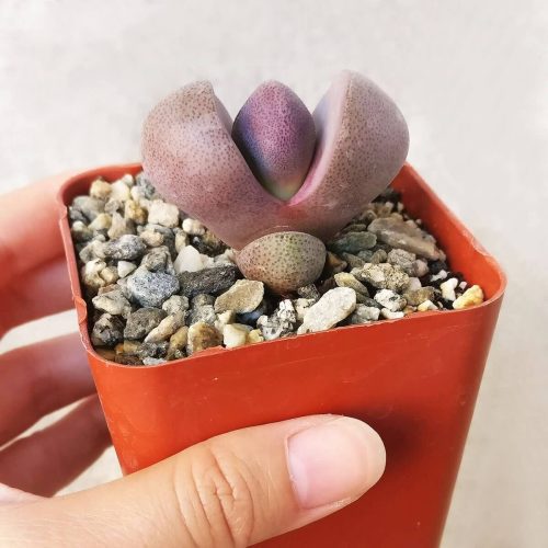 purple succulent, succulent care, succulents shop in California, succulents store in CA, succulent subscription, how to grow succulents, succulent plant, Succulents, succulent care guide, purple succulent in California, How to grow purple succulent