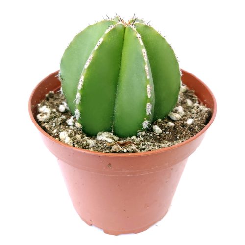 Pachycereus Marginatus for sale, how to grow Mexican Fence Post Cactus, succulents, cactus, succulent plant, succulent care, Rare succulents, indoor succulents, succulents garden, succulent subscription, monthly succulents, succulent care guide, succulent care tips, Succulents shop near me, how to grow succulents, succulents shop in California, cactus, cactus succulent, succulent cactus, cacti, cactus and succulents, succulents box, succulent shop, buy succulents online