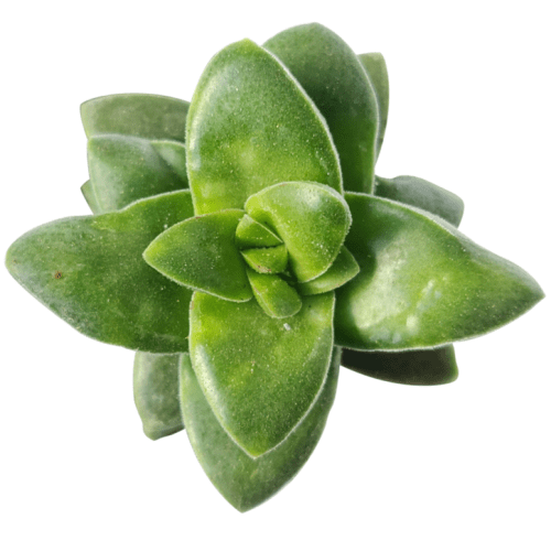 succulent care, Rare succulents, cactus, succulent care guide, how to grow succulents, Succulents shop near me, succulents shop in California, succulents store in CA, crassula springtime in California, How to grow crassula springtime, Buy crassula springtime online, crassula, crassula plant, crassula succulent, crassula types, crassula varieties, types of crassula, crassula species, crassulas, succulent crassula