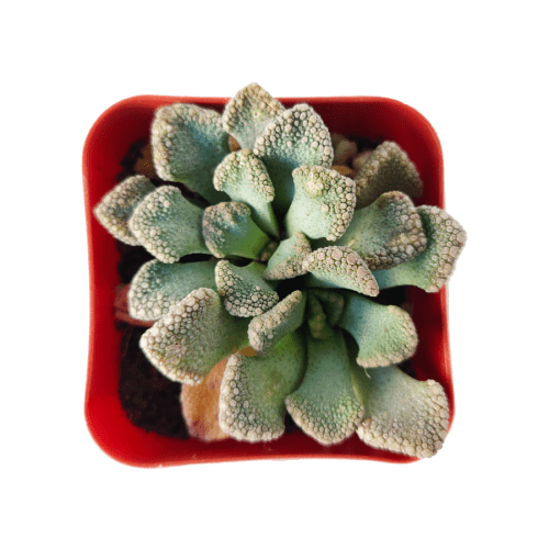 Concrete Leaf, Titanopsis calcarea Jewel Plant care, how to grow succulents, Succulents, succulent care, indoor succulents, Succulents shop near me, succulents garden, cactus, succulent plant, Concrete Leaf in California, How to grow Concrete Leaf, rare succulents, rare succulents for sale, unique succulents, buy succulents online, rare succulent, succulent shop, unusual succulents, succulent store, succulents online