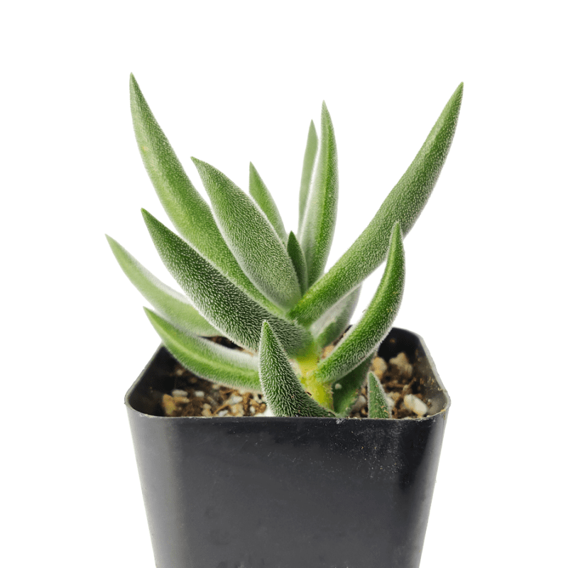 Crassula Mesembryanthemoides Tenelli fuzzy, grey-green leaves for sale, How to care for Crassula Mesembryanthemoides Tenelli, How to grow Crassula Mesembryanthemoides Tenelli indoor, succulents for sale, succulent gift box, succulent decor ideas, crassula, crassula plant, crassula succulent, crassula types, crassula varieties, types of crassula, crassula species, crassulas, succulent crassula