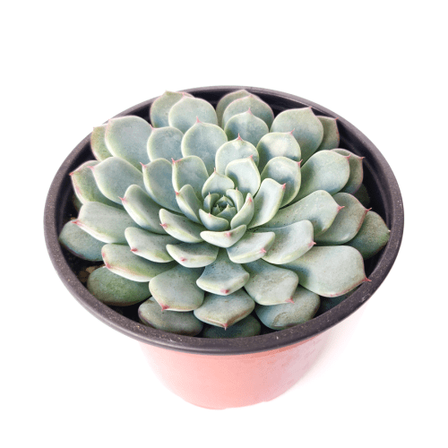 Rose shaped succulent, succulent care, cactus, succulents shop in California, succulents garden, succulent subscription, monthly succulents, how to grow succulents, succulent plant, Rose shaped succulent in California, How to grow Rose shaped succulent, echeveria, echeveria succulent, echeveria types, succulent echeveria, buy succulents online, succulent shop, succulent store, echeveria plant, indoor succulents