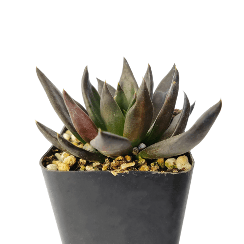 Echeveria Black Knight Rosette Shaped Succulent, succulents garden, succulents shop in California, succulent subscription, succulents store in CA, succulent plant, succulent care tips, Echeveria Black Knight in California, How to grow Echeveria Black Knight, Succulents for thanksgiving, Thanksgiving succulentsa gift, Easter succulents idea, echeveria, echeveria succulent, echeveria types, succulent echeveria, buy succulents online, succulent shop, succulent store, echeveria plant, indoor succulents