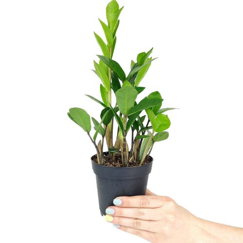 zz plant care, zamioculcas zamiifolia, houseplant for indoor air purifying, best houseplants for low light rooms