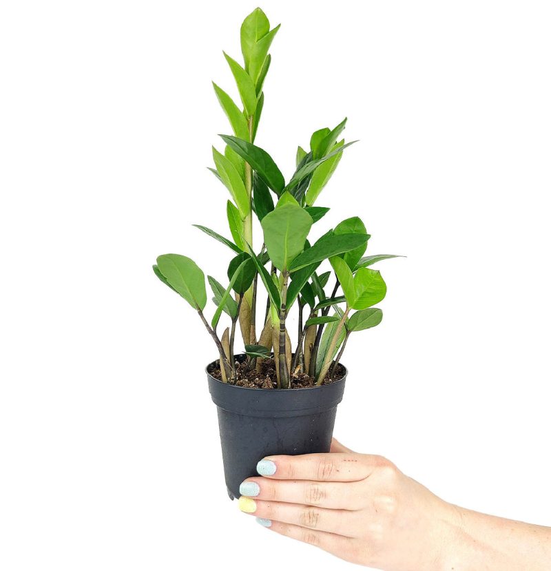 zz plant care, zamioculcas zamiifolia, houseplant for indoor air purifying, best houseplants for low light rooms