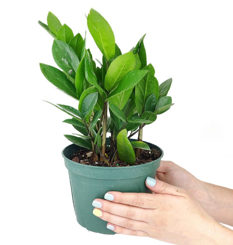 zz plant care, zamioculcas zamiifolia, houseplant for indoor air purifying, best houseplants for low light rooms