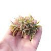 Tillandsia Ionantha Air Plant Clump for sale, Tips for Caring Ionantha Air Plant, Air plant gift decor ideas, How to care for air plants indoor