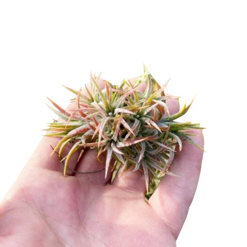 Tillandsia Ionantha Air Plant Clump for sale, Tips for Caring Ionantha Air Plant, Air plant gift decor ideas, How to care for air plants indoor