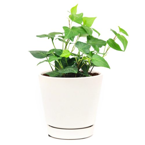 Ivy Hedera Plant, best plant for low light rooms, fast-growing easy care houseplant, easy care and low light houseplant, best trailing plant for home and office