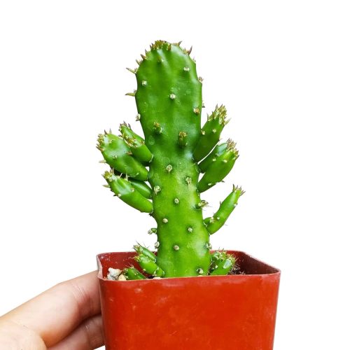 JOSEPH SCOATCACTUS