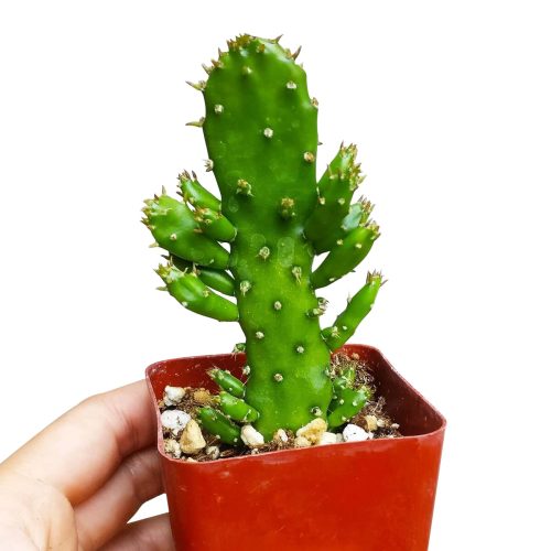 JOSEPH SCOATCACTUS1