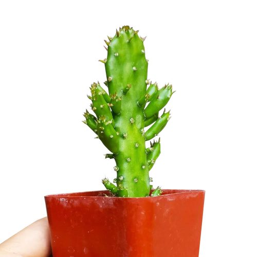 JOSEPH SCOATCACTUS2