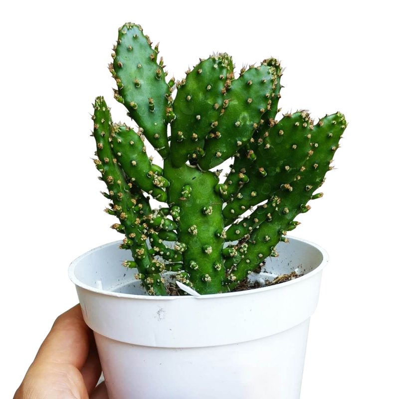 JOSEPH SCOATCACTUS3