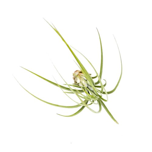 JUNCEA1