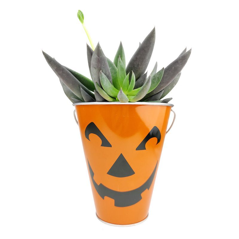 Jack O LanternGalvanizedPails4