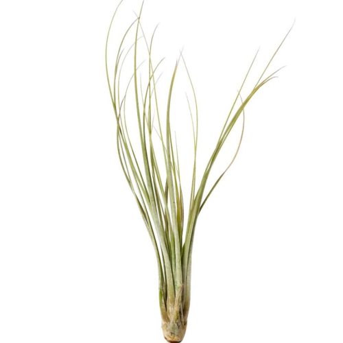 Juncea