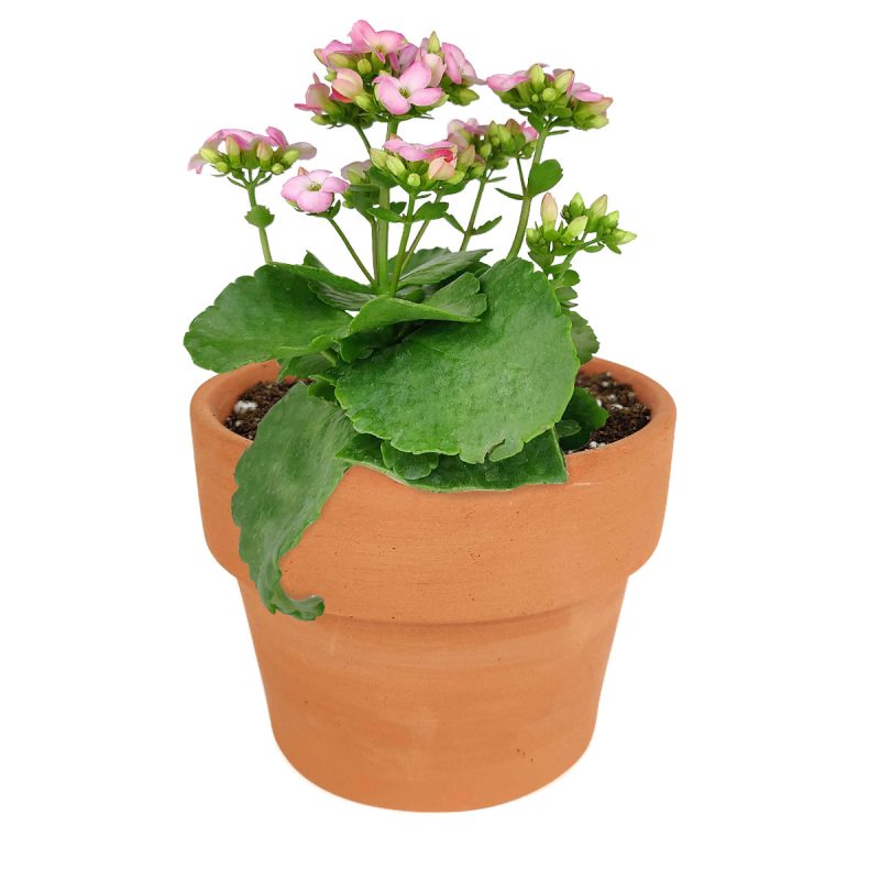 Kalanchoe blossfeldiana Calandiva Pink, Canlandiva for sale, pink flower houseplant, easy care flowering plant for homes and office