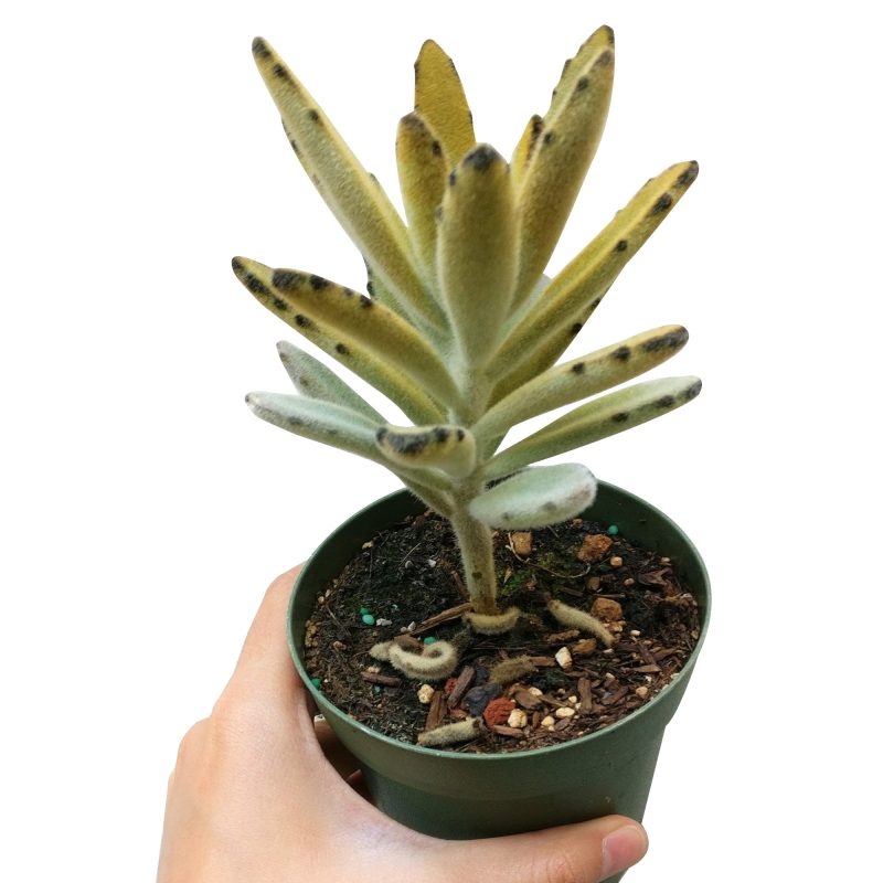 Kalanchoe Tomentosa for sale, indoor succulents, succulents garden, how to grow succulents, succulent care guide, Succulents, Rare succulents, monthly succulents, succulent care, Kalanchoe Tomentosa in California, How to grow Kalanchoe Tomentosa