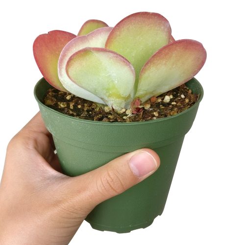 KALANCHOEFLAPJACKSSUCCULENT