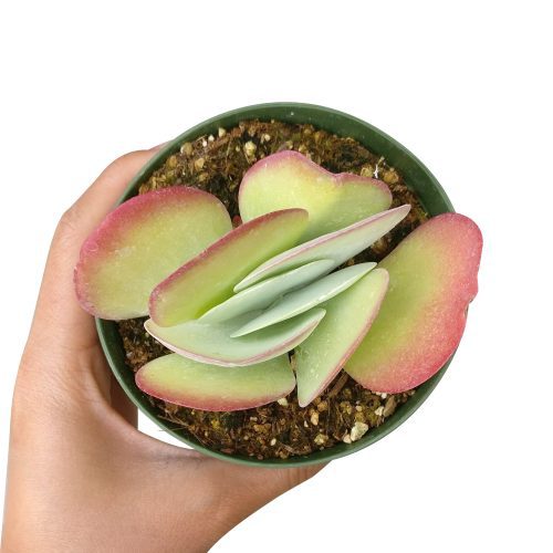 Kalanchoe Flapjacks for sale, succulents shop in California, Succulents shop near me, succulents store in CA, succulent care tips, indoor succulents, how to grow succulents, Rare succulents, succulent subscription, Kalanchoe Flapjacks in California, How to grow Kalanchoe Flapjacks