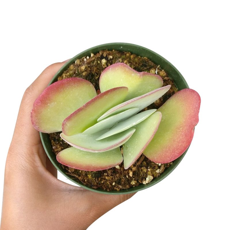 Kalanchoe Flapjacks for sale, succulents shop in California, Succulents shop near me, succulents store in CA, succulent care tips, indoor succulents, how to grow succulents, Rare succulents, succulent subscription, Kalanchoe Flapjacks in California, How to grow Kalanchoe Flapjacks