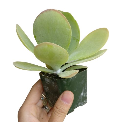 KALANCHOEFLAPJACKSSUCCULENT2