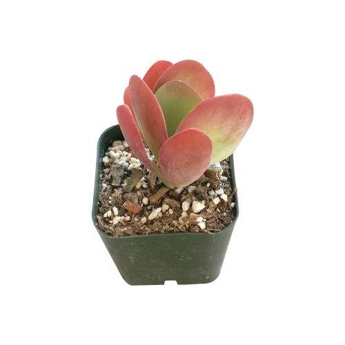 KALANCHOEFLAPJACKSSUCCULENT5