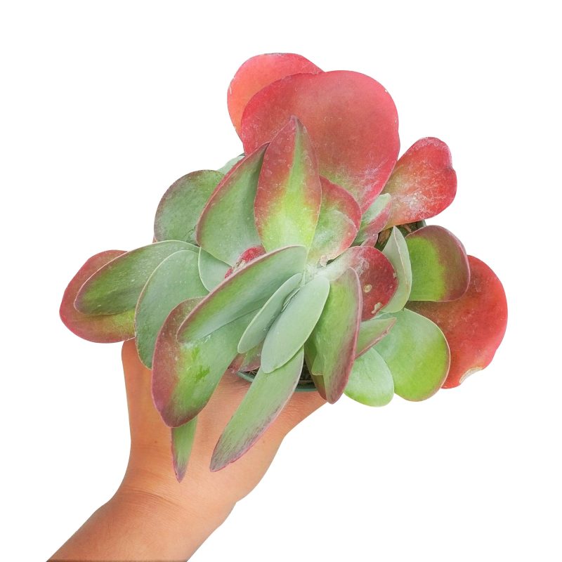 KALANCHOEFLAPJACKSSUCCULENT6