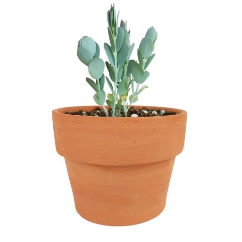 succulents shop in California, Succulents, cactus, succulent care, succulent care tips, Succulents shop near me, Kalanchoe Panamensis in California, How to grow Kalanchoe Panamensis