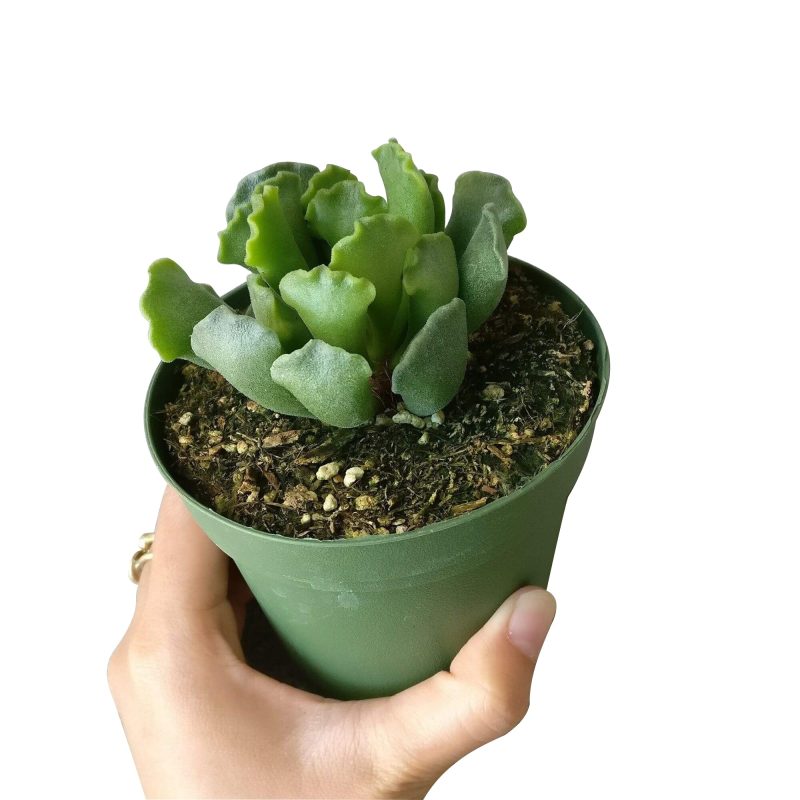 KEYLIMEPIEADROMISCHUS4