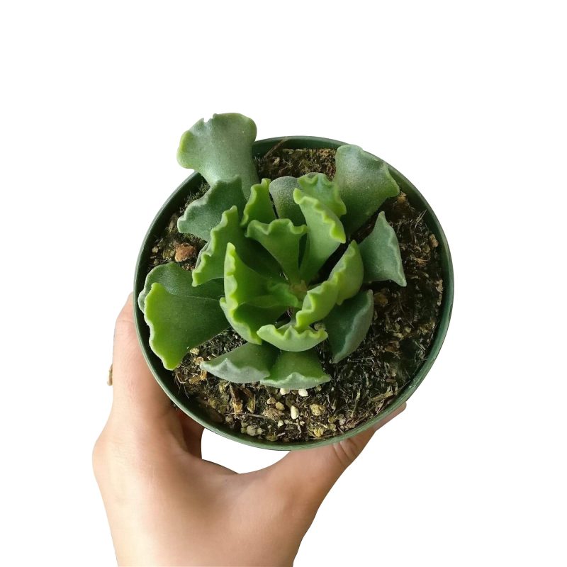 KEYLIMEPIEADROMISCHUS5