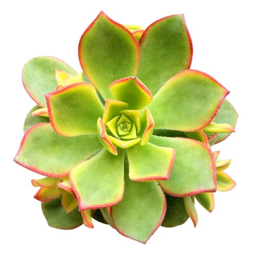 aoenium, aeonium arboreum, succulent plant, Succulents shop near me, succulent care guide, succulent care tips, succulent subscription, succulents garden, succulents store in CA, succulent care, aeonium arboreum in California, How to grow aeonium arboreum