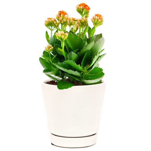 kalanchoe blossfeldiana calandiva orange flowers, calandiva plant indoor, plant gift ideas, orange flowers/ orange blossoms, plant with orange flower, flowering succulent plants/ flowering plant, houseplant decor/ succulent table decor, best place to buy plants near me 