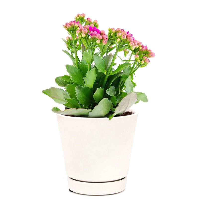 purple flower houseplant, easy care flowering plant for homes and office, Kalanchoe blossfeldiana Calandiva purple, Canlandiva for sale, best gift plant ideas