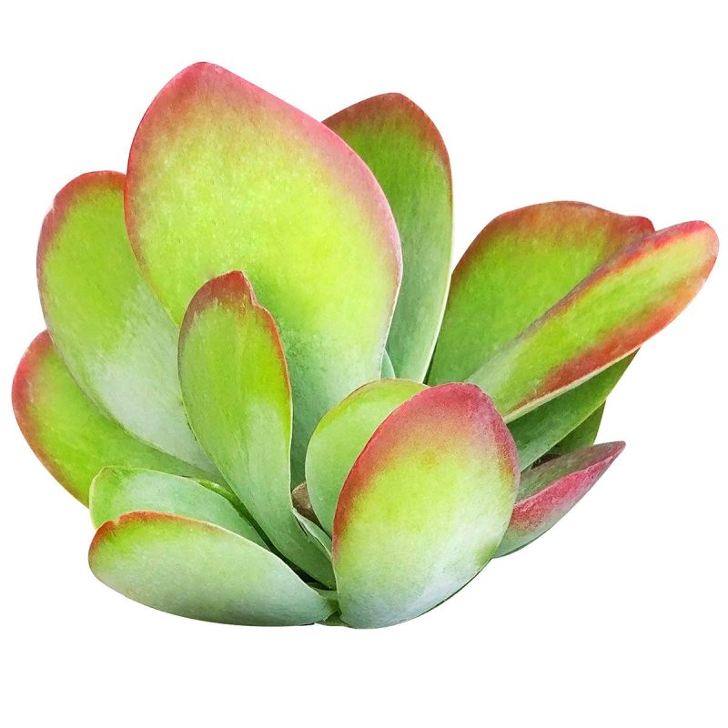 Kalanchoe Flapjacks