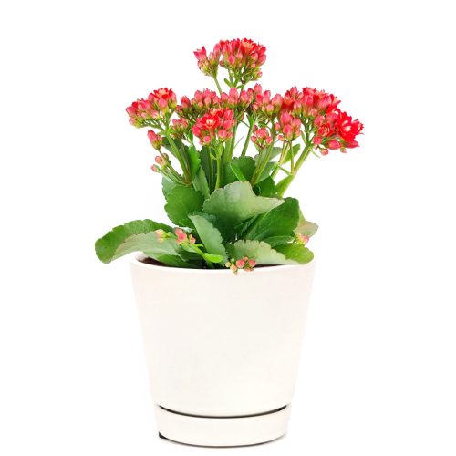 alandiva red care, red calandiva plant, calandiva care, kalanchoe care, calandiva red for sale, calandiva red, calandiva red flowers, kalanchoe calandiva red, red calandiva kalanchoe plant, ypes of houseplants, low light houseplants, easy to grow houseplants